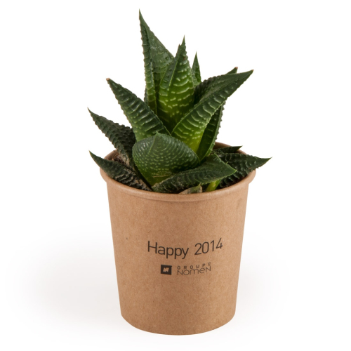 Haworthia