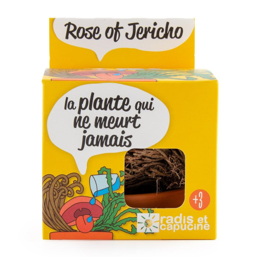 Rose de jericho