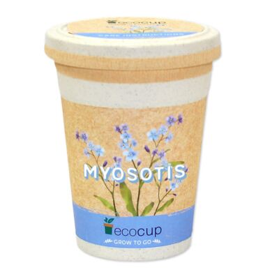 Myosotis